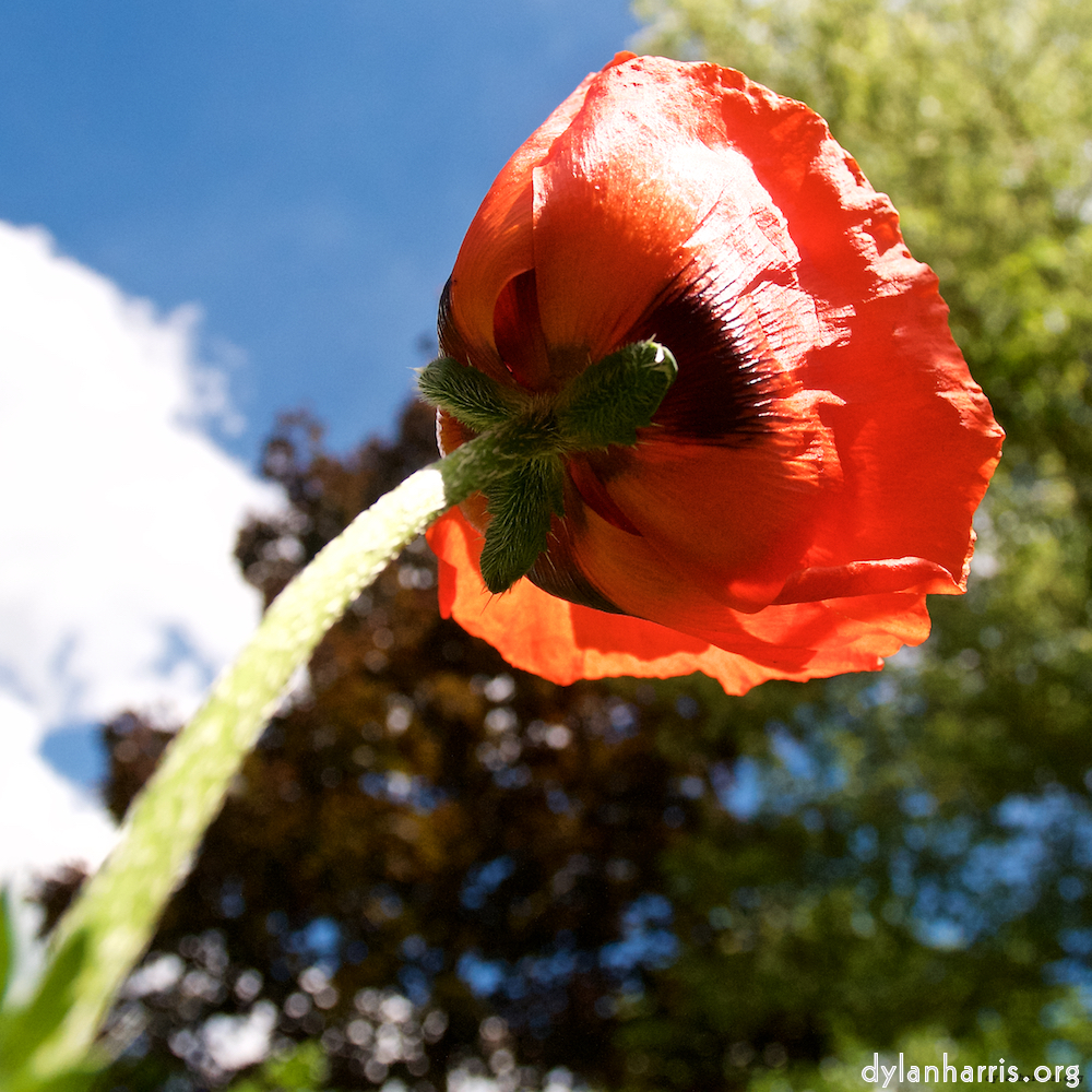 Image: Image 'escher blummen (lxiii) 4'.