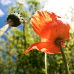 Image: First image from the photoset 'escher blummen (lxiii)'.