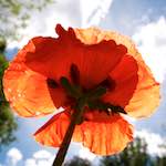 Image: Second image from the photoset 'escher blummen (lxiii)'.