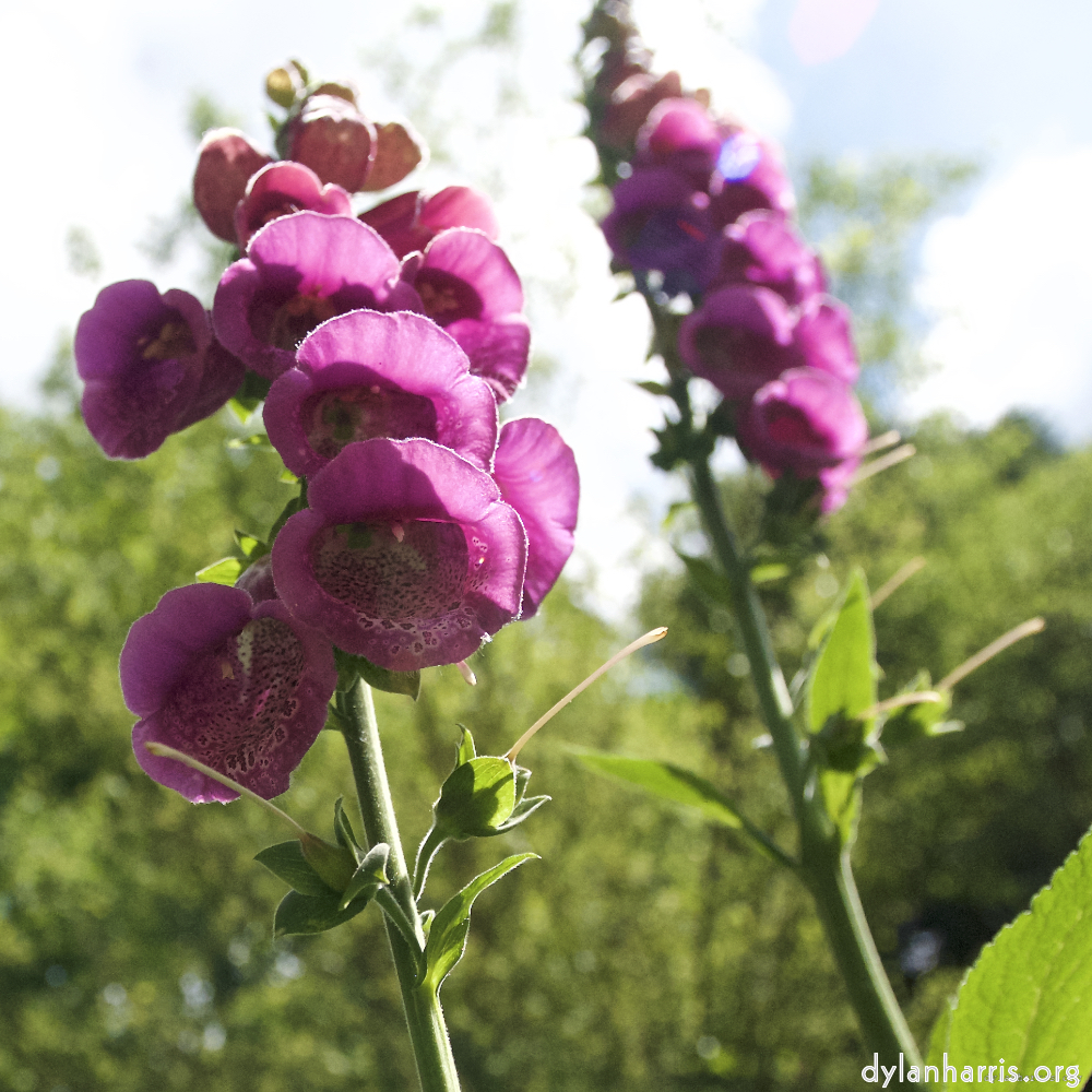 Image: Image 'escher blummen (lxiv) 1'.