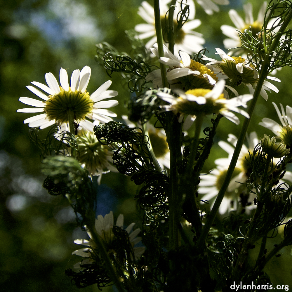 image: This is &lsquo;escher blummen (lxiv) 2&rsquo;.