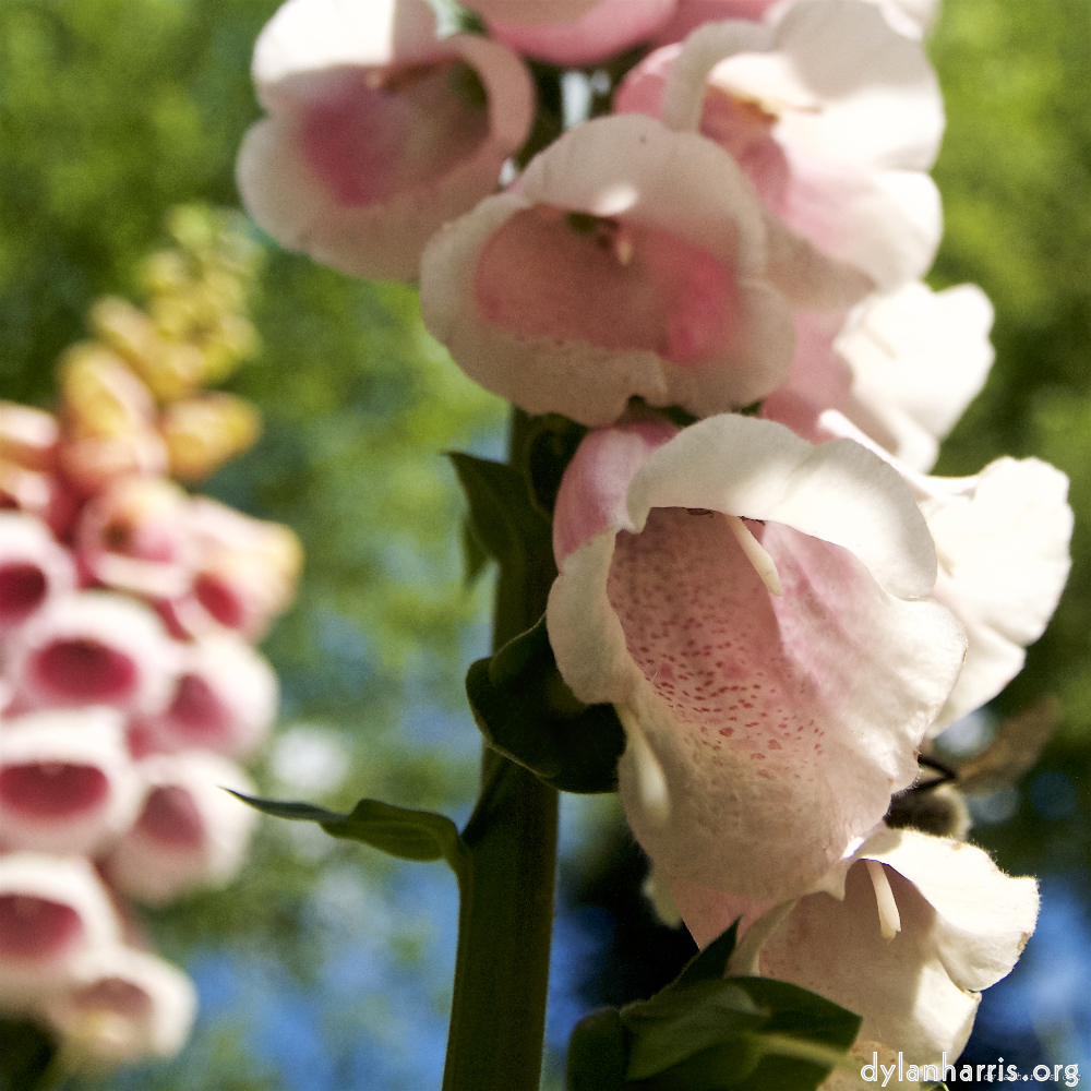 image: This is &lsquo;escher blummen (lxiv) 3&rsquo;.