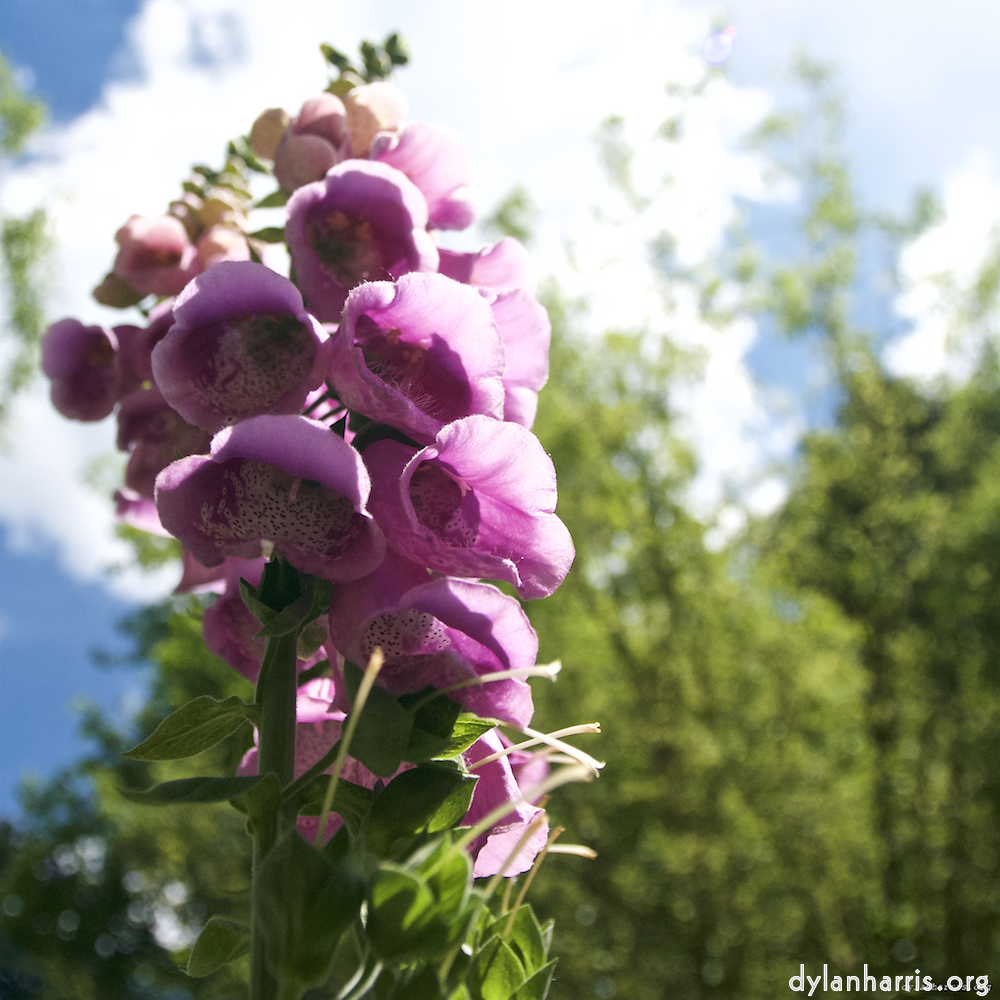 image: This is &lsquo;escher blummen (lxiv) 5&rsquo;.