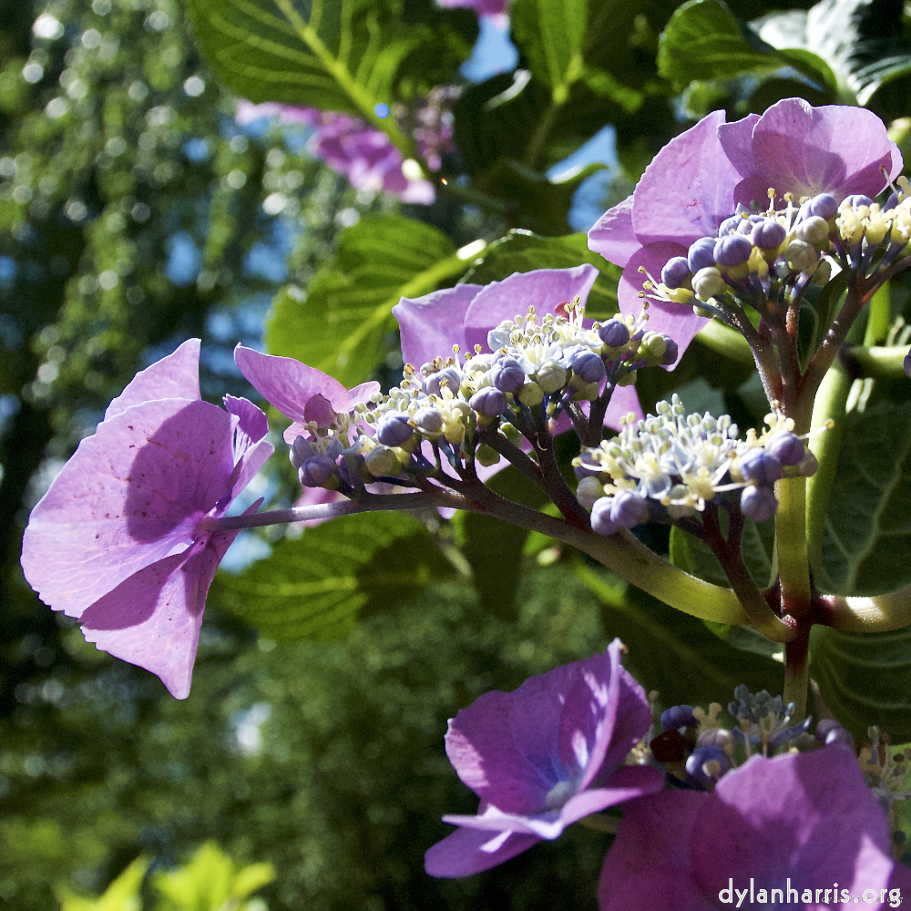 image: This is &lsquo;escher blummen (lxiv) 7&rsquo;.