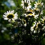 image: Image from the photoset &lsquo;escher blummen (lxiv)&rsquo;.