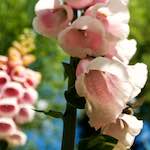 image: Image from the photoset &lsquo;escher blummen (lxiv)&rsquo;.