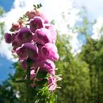 image: Image from the photoset &lsquo;escher blummen (lxiv)&rsquo;.