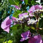 image: Image from the photoset &lsquo;escher blummen (lxiv)&rsquo;.