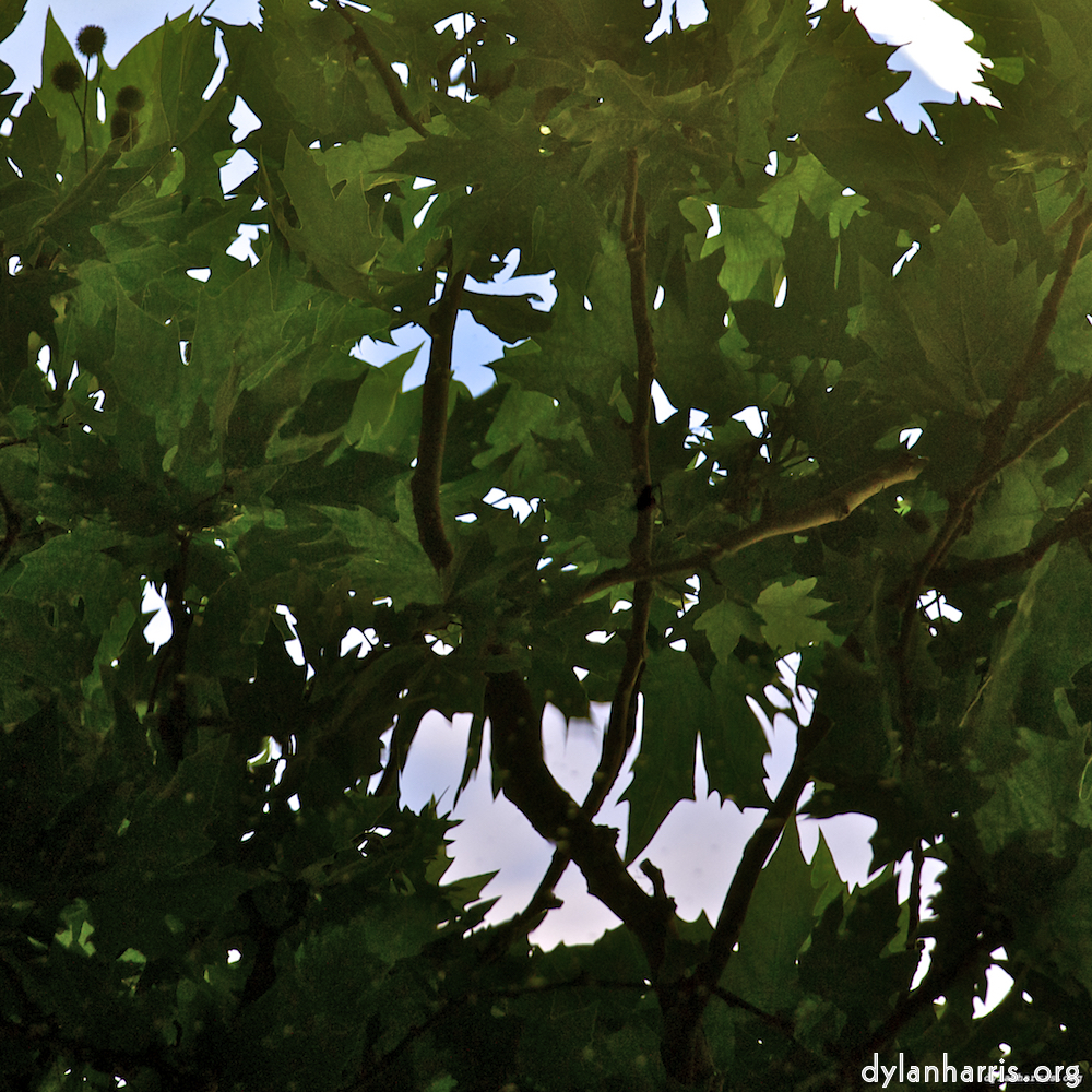 Image 'parc (iv) 1'.