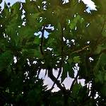 First image from the photoset 'parc (iv)'.