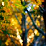 Image: Fourth image from the photoset 'parc (xxxiv)'.