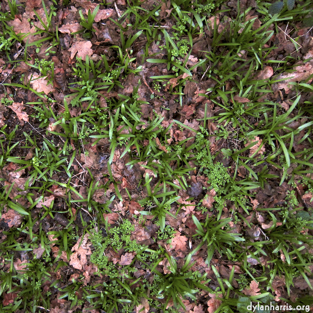 Image: Image 'swineshead (vi) 3'.