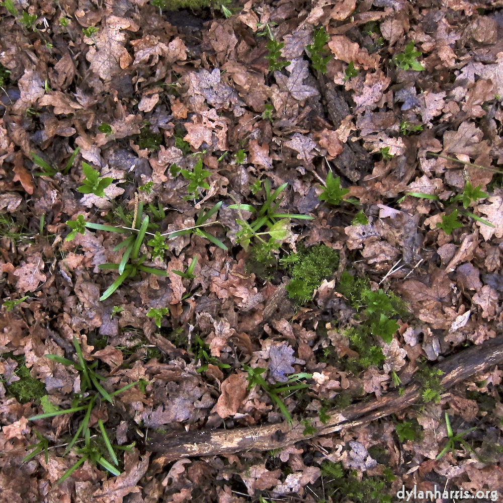 Image 'swineshead (vi) 5'.