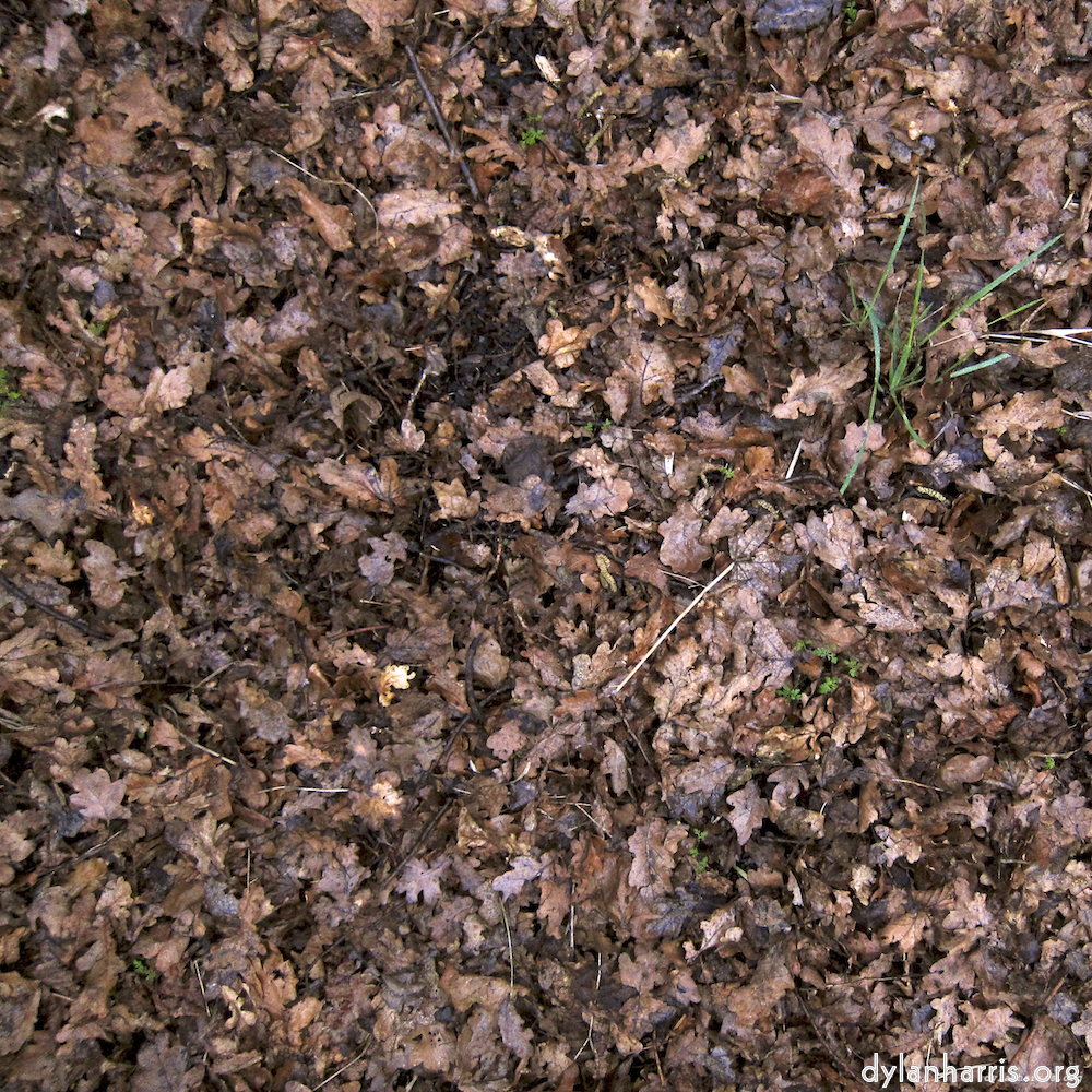 Image: Image 'swineshead (vi) 7'.