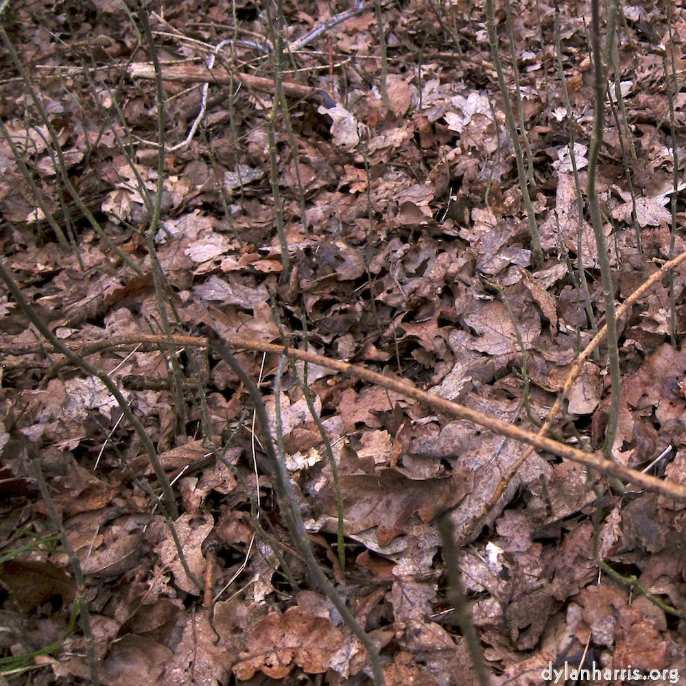 Image 'swineshead (vi) 8'.