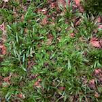 Second image from the photoset 'swineshead (vi) &mdash; buster&rsquo;s vanished'.