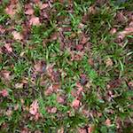 Third image from the photoset 'swineshead (vi) &mdash; buster&rsquo;s vanished'.