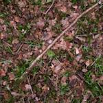 Fourth image from the photoset 'swineshead (vi) &mdash; buster&rsquo;s vanished'.