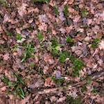 Fifth image from the photoset 'swineshead (vi) &mdash; buster&rsquo;s vanished'.