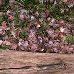 Sixth image from the photoset 'swineshead (vi) &mdash; buster&rsquo;s vanished'.