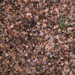 Seventh image from the photoset 'swineshead (vi) &mdash; buster&rsquo;s vanished'.