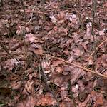 Eighth image from the photoset 'swineshead (vi) &mdash; buster&rsquo;s vanished'.