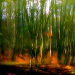 image: Image from the photoset &lsquo;terres rouges (x)&rsquo;.