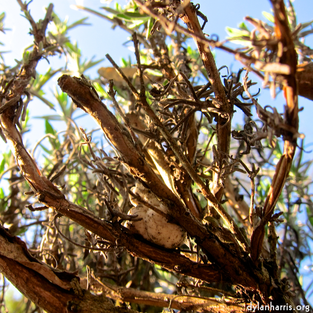 Image: Image 'escher blummen (xxxviii) 2'.