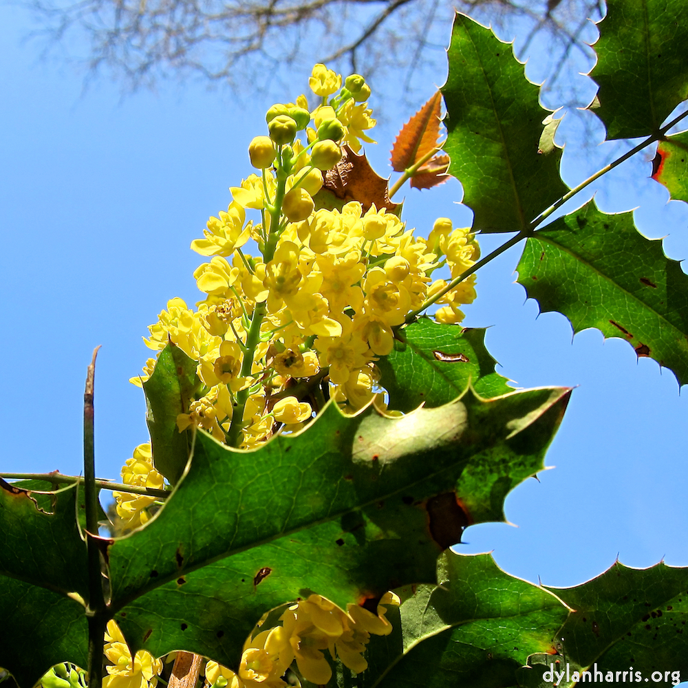 Image: Image 'escher blummen (xxxviii) 3'.