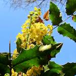 Image: Third image from the photoset 'escher blummen (xxxviii)'.