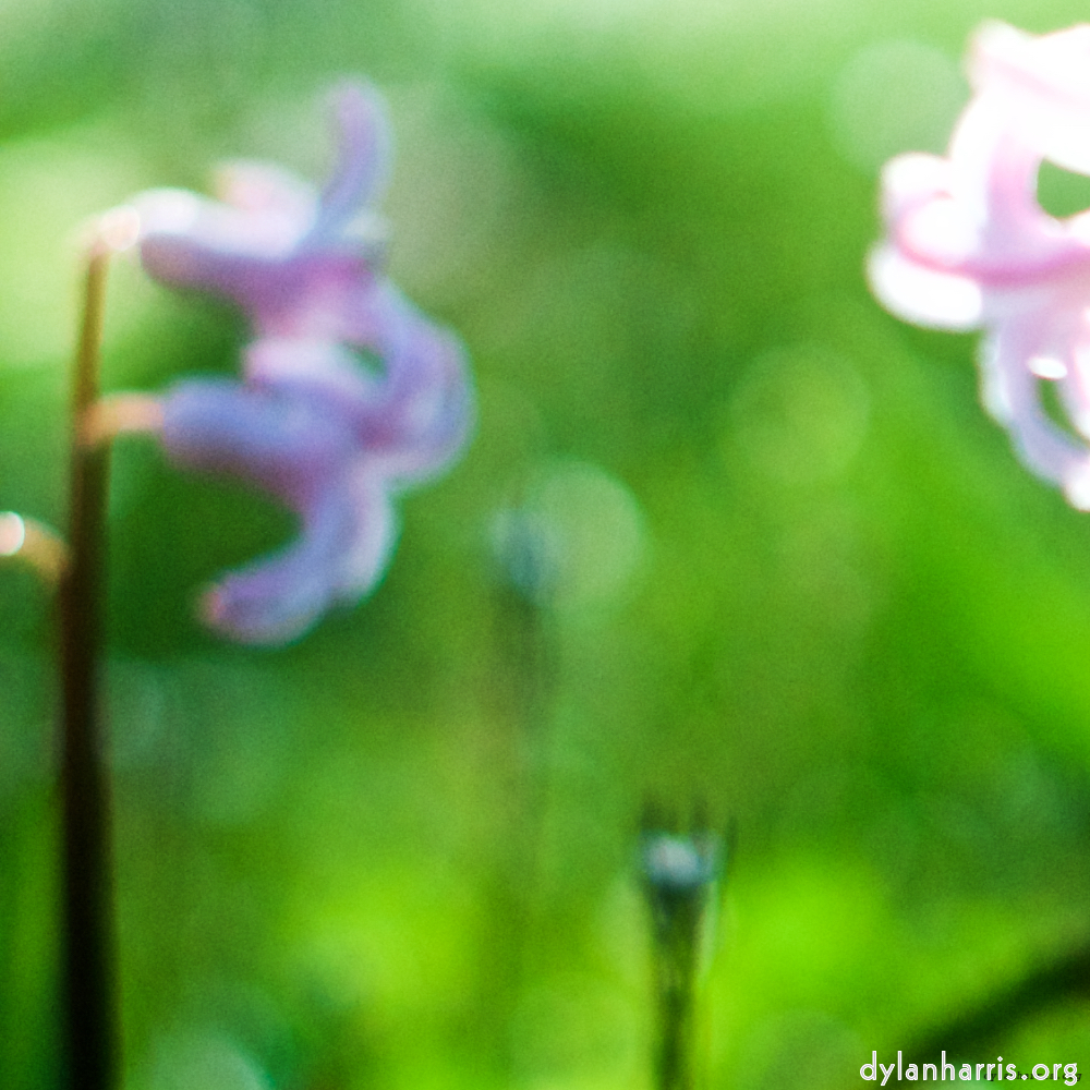 Image: Image 'parc (xxiv) 2'.