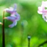 Image: Second image from the photoset 'parc (xxiv)'.