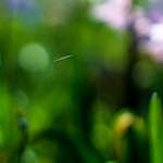 Image: Fourth image from the photoset 'parc (xxiv)'.