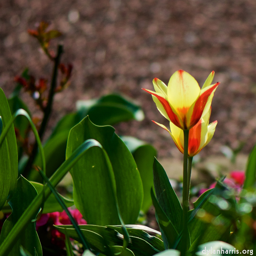 image: Voici &lsquo;fleurs d&rsquo;esch (cxxi) 1&rsquo;.