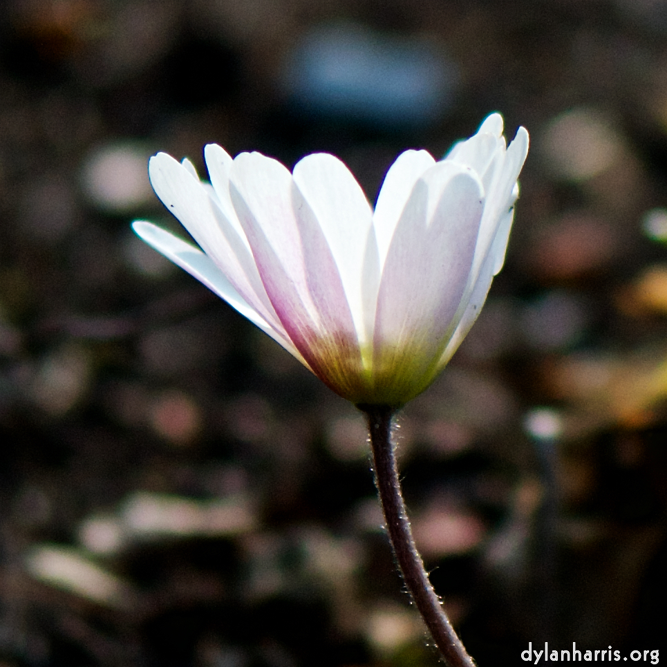 image: Voici &lsquo;fleurs d&rsquo;esch (cxxi) 2&rsquo;.