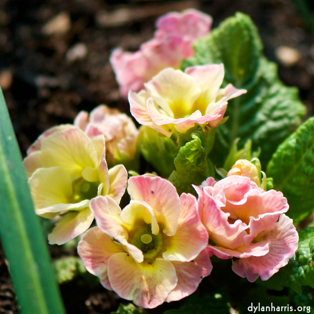 image: Voici &lsquo;fleurs d&rsquo;esch (cxxi) 3&rsquo;.