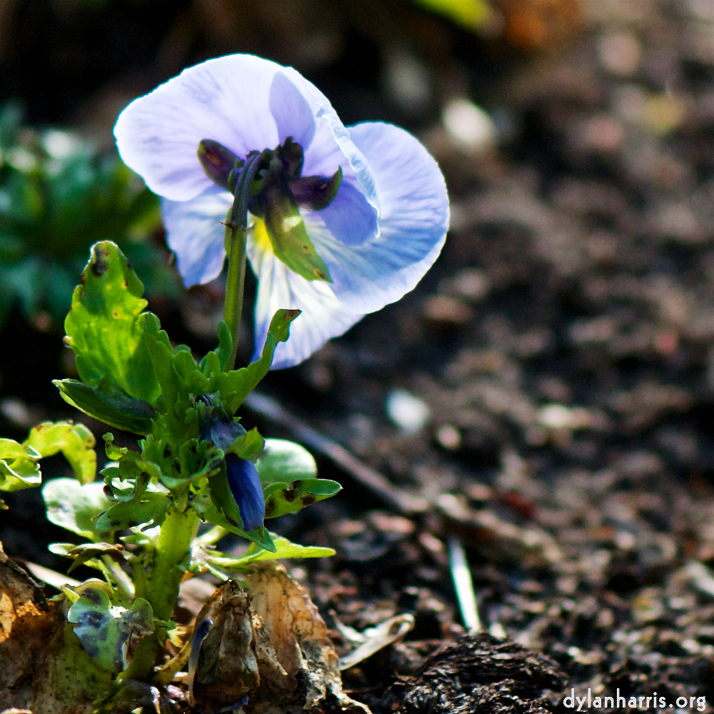 image: Voici &lsquo;fleurs d&rsquo;esch (cxxi) 4&rsquo;.