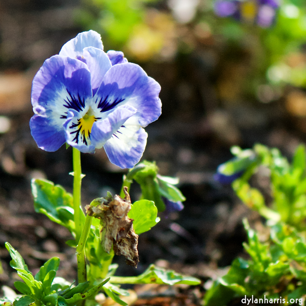 image: Voici &lsquo;fleurs d&rsquo;esch (cxxi) 6&rsquo;.