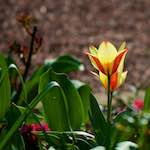 image: Image du photoset &lsquo;fleurs d&rsquo;esch (cxxi)&rsquo;.