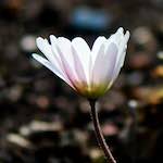 image: Image du photoset &lsquo;fleurs d&rsquo;esch (cxxi)&rsquo;.