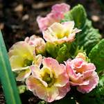 image: Image du photoset &lsquo;fleurs d&rsquo;esch (cxxi)&rsquo;.