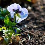 image: Image du photoset &lsquo;fleurs d&rsquo;esch (cxxi)&rsquo;.