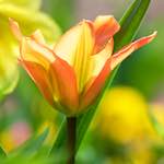 image: Image du photoset &lsquo;fleurs d&rsquo;esch (cxxi)&rsquo;.