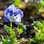 image: Image du photoset &lsquo;fleurs d&rsquo;esch (cxxi)&rsquo;.