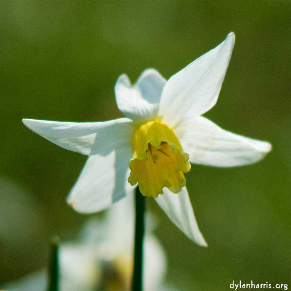 image: This is &lsquo;escher blummen (cxxii) 2&rsquo;.