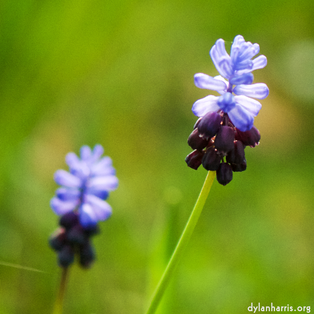 image: This is &lsquo;escher blummen (cxxii) 4&rsquo;.