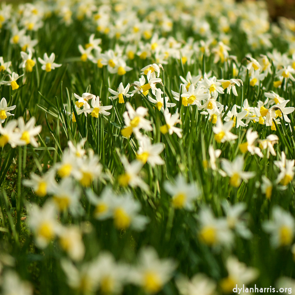 image: This is &lsquo;escher blummen (cxxii) 5&rsquo;.