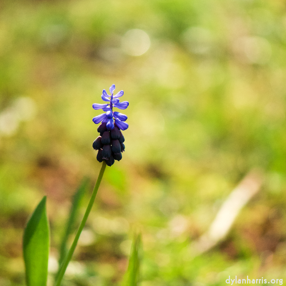 image: This is &lsquo;escher blummen (cxxii) 6&rsquo;.