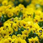 image: Image from the photoset &lsquo;escher blummen (cxxii)&rsquo;.