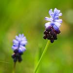 image: Image from the photoset &lsquo;escher blummen (cxxii)&rsquo;.